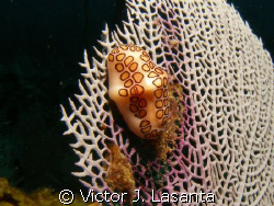 nice flamingo tongue at two for you dive site  in parguer... by Victor J. Lasanta 